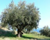 Old Olive Tree in Argassi