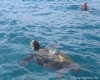 Swim with turtles in Zante